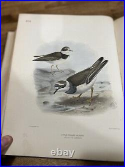 Antique Vintage Rare Bird Prints, Birds Of Europe H. E. Dresser 1871, Volume 7
