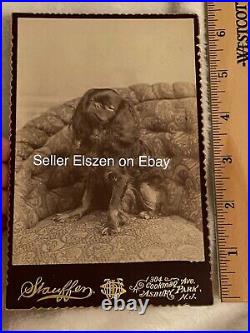 Rare Antique Victorian Cabinet Card of Cavalier King Charles Spaniel Dog Wealthy
