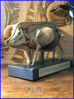 Rare vintage SOMSO PIG educational didactic model anatomical school model 1950s